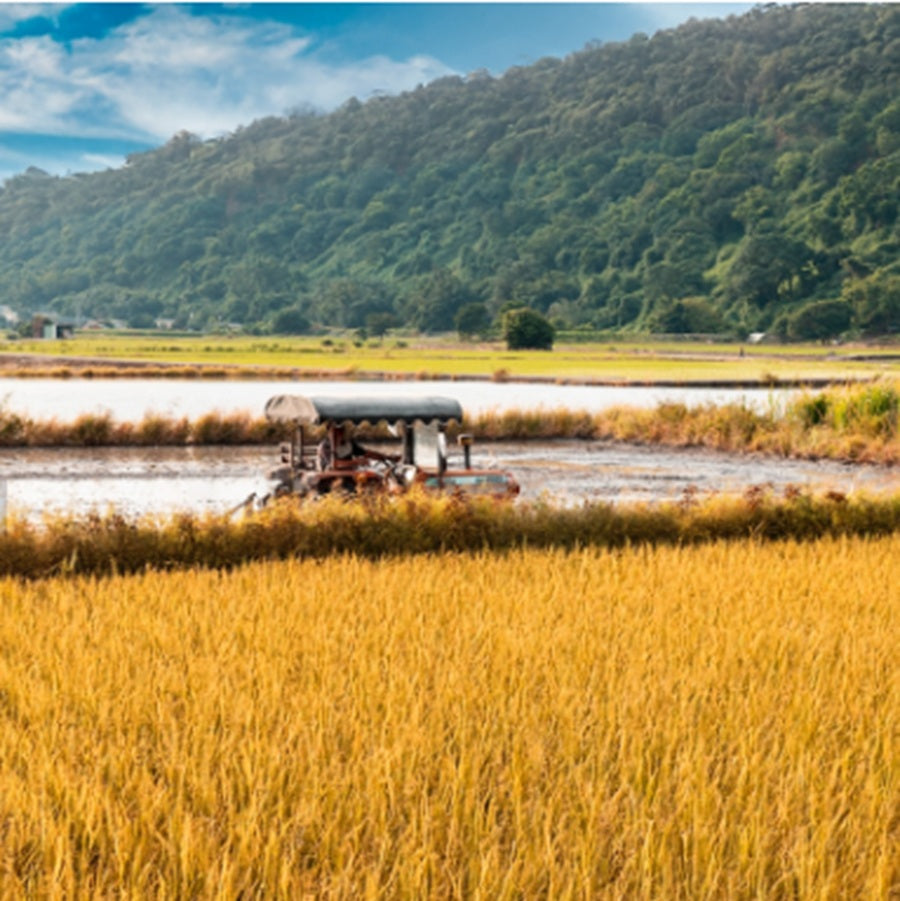 Ｐ．Ｓｅｖｅｎ　ピロースプレー　富里　Fùlǐ